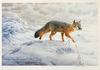  MICHAEL DUMAS - SWIFT FOX - GREAT PLAINS WINTER